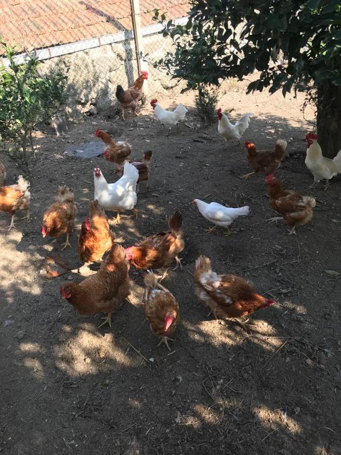 Quinta De Varzielas - Agroturismo قلعة بايفا المظهر الخارجي الصورة